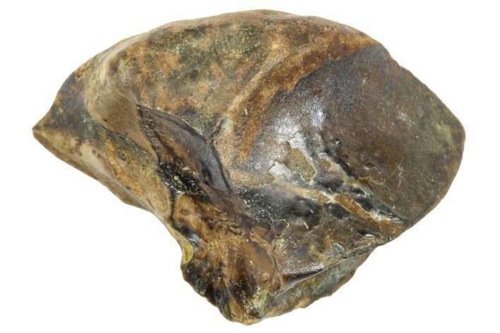 Sub-Adult Dinosaur (Triceratops) Tooth - Wyoming #364351